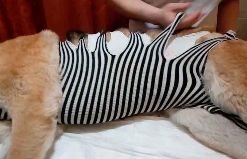 Фото собаки в попоне, спокойно лежащей на полу.